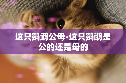 這只鸚鵡公母-這只鸚鵡是公的還是母的