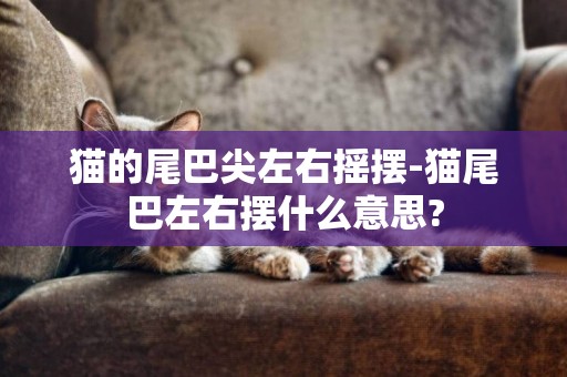 貓的尾巴尖左右搖擺-貓尾巴左右擺什么意思?
