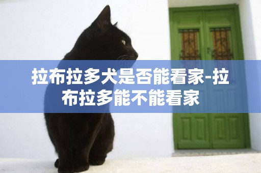 拉布拉多犬是否能看家-拉布拉多能不能看家