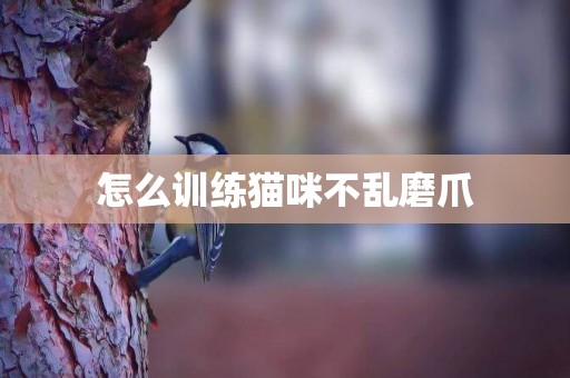 怎么訓練貓咪不亂磨爪