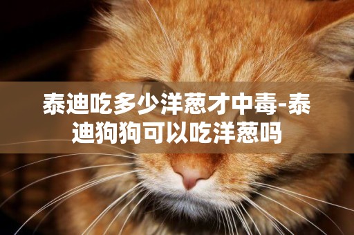 泰迪吃多少洋蔥才中毒-泰迪狗狗可以吃洋蔥嗎