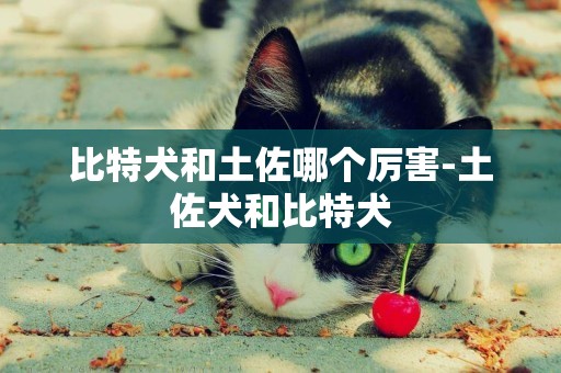 比特犬和土佐哪個厲害-土佐犬和比特犬