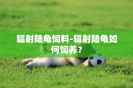 輻射陸龜飼料-輻射陸龜如何飼養？