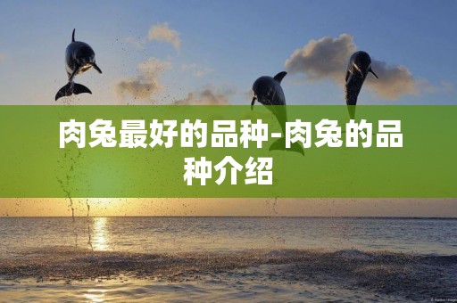 肉兔最好的品種-肉兔的品種介紹