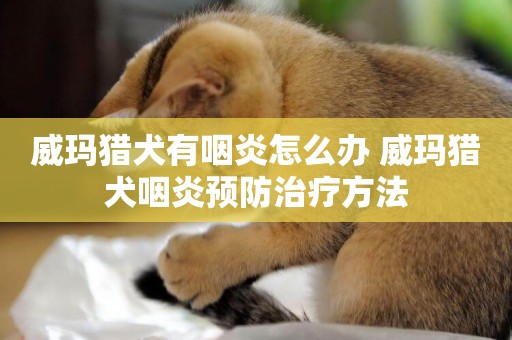 威瑪獵犬有咽炎怎么辦 威瑪獵犬咽炎預防治療方法