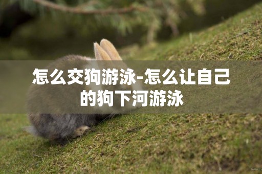 怎么交狗游泳-怎么讓自己的狗下河游泳