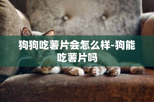 狗狗吃薯片會怎么樣-狗能吃薯片嗎