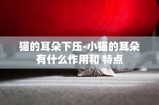 貓的耳朵下壓-小貓的耳朵有什么作用和 特點