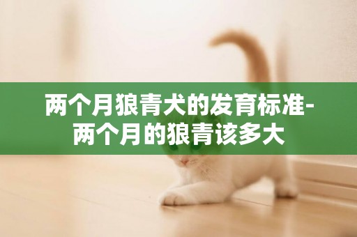 兩個月狼青犬的發育標準-兩個月的狼青該多大