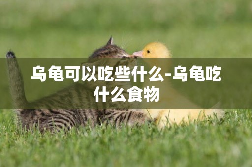 烏龜可以吃些什么-烏龜吃什么食物