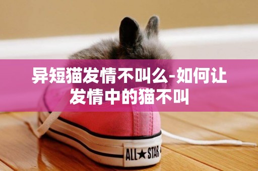 異短貓發情不叫么-如何讓發情中的貓不叫