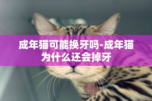成年貓可能換牙嗎-成年貓為什么還會掉牙