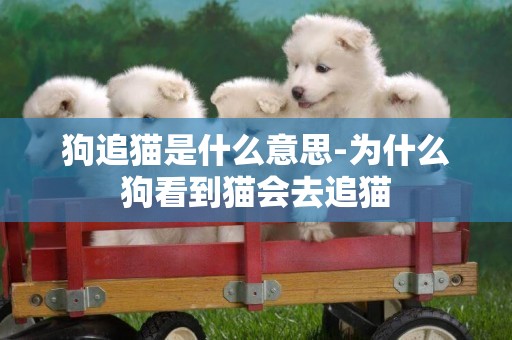 狗追貓是什么意思-為什么狗看到貓會去追貓