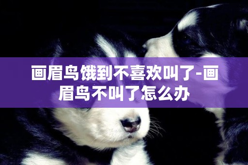 畫眉鳥餓到不喜歡叫了-畫眉鳥不叫了怎么辦