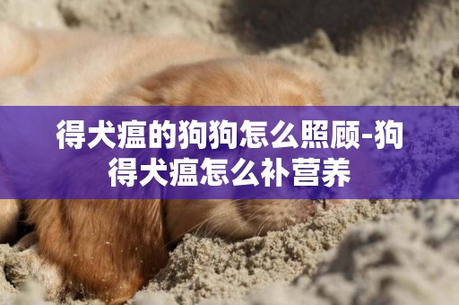 得犬瘟的狗狗怎么照顧-狗得犬瘟怎么補營養