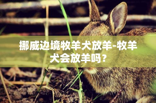 挪威邊境牧羊犬放羊-牧羊犬會放羊嗎？