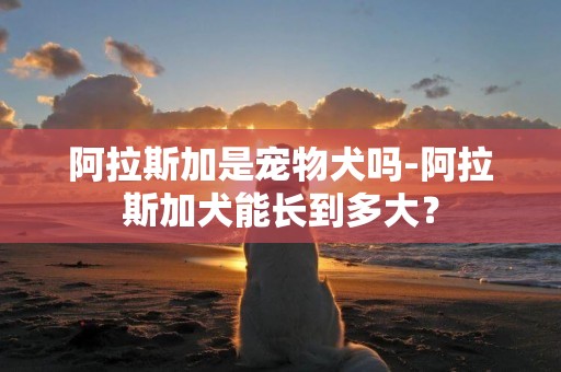 阿拉斯加是寵物犬嗎-阿拉斯加犬能長到多大？