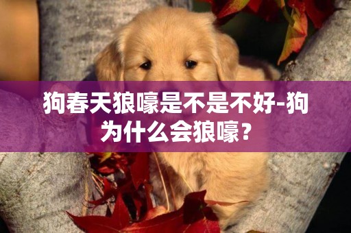 狗春天狼嚎是不是不好-狗為什么會狼嚎？