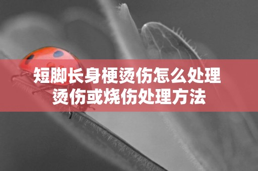 短腳長身梗燙傷怎么處理 燙傷或燒傷處理方法
