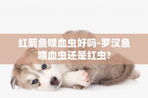 紅箭魚喂血蟲好嗎-羅漢魚喂血蟲還是紅蟲?