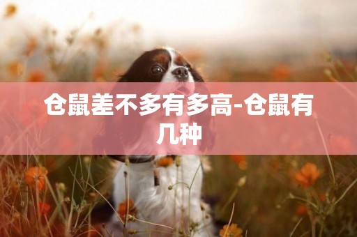 倉鼠差不多有多高-倉鼠有幾種