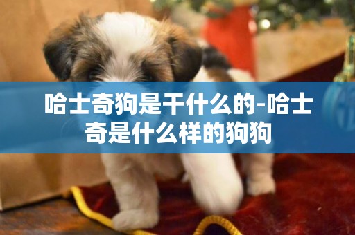 哈士奇狗是干什么的-哈士奇是什么樣的狗狗