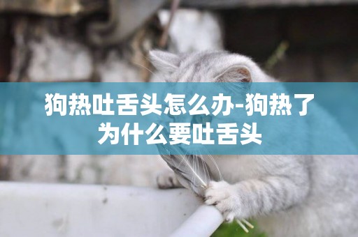 狗熱吐舌頭怎么辦-狗熱了為什么要吐舌頭
