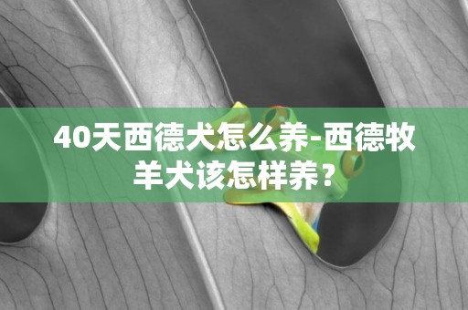 40天西德犬怎么養-西德牧羊犬該怎樣養？