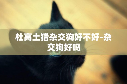 杜高土獵雜交狗好不好-雜交狗好嗎