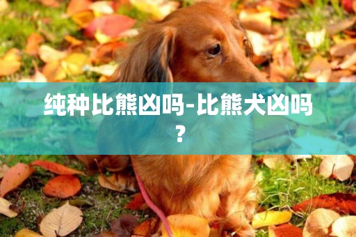 純種比熊兇嗎-比熊犬兇嗎？