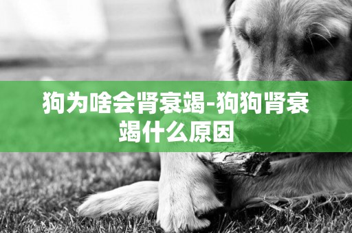 狗為啥會腎衰竭-狗狗腎衰竭什么原因