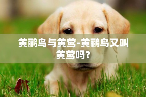 黃鸝鳥與黃鶯-黃鸝鳥又叫黃鶯嗎？