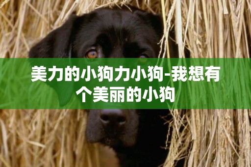 美力的小狗力小狗-我想有個美麗的小狗