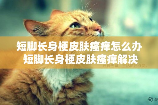 短腳長身梗皮膚瘙癢怎么辦 短腳長身梗皮膚瘙癢解決辦法