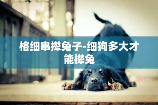 格細串攆兔子-細狗多大才能攆兔