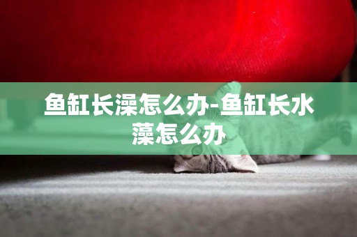 魚缸長澡怎么辦-魚缸長水藻怎么辦