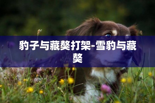 豹子與藏獒打架-雪豹與藏獒