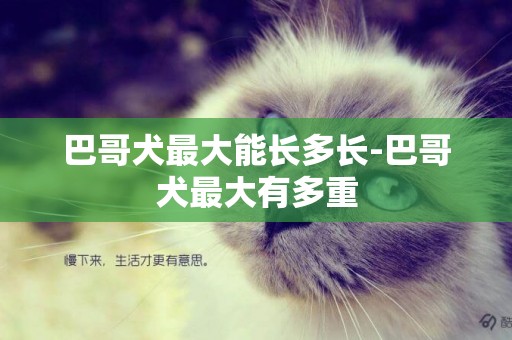 巴哥犬最大能長多長-巴哥犬最大有多重
