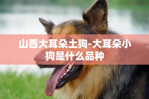 山西大耳朵土狗-大耳朵小狗是什么品種
