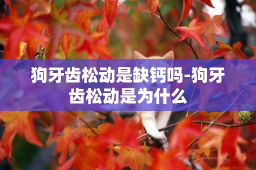 狗牙齒松動是缺鈣嗎-狗牙齒松動是為什么