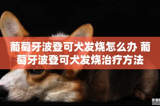 葡萄牙波登可犬發燒怎么辦 葡萄牙波登可犬發燒治療方法