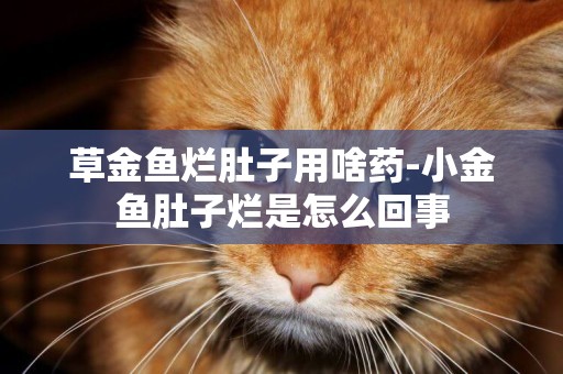 草金魚爛肚子用啥藥-小金魚肚子爛是怎么回事