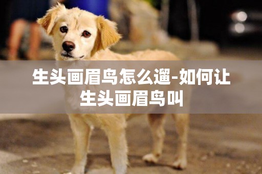 生頭畫眉鳥怎么遛-如何讓生頭畫眉鳥叫