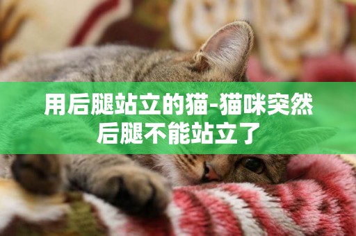 用后腿站立的貓-貓咪突然后腿不能站立了