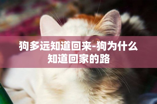 狗多遠知道回來-狗為什么知道回家的路