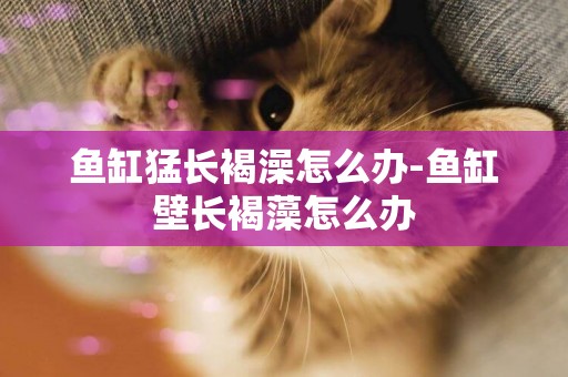 魚缸猛長褐澡怎么辦-魚缸壁長褐藻怎么辦