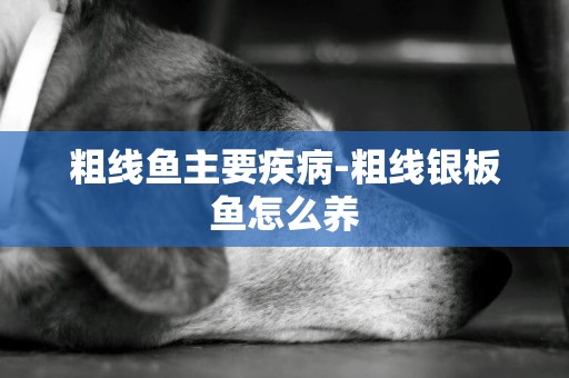 粗線魚主要疾病-粗線銀板魚怎么養
