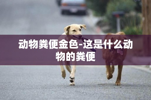 動物糞便金色-這是什么動物的糞便