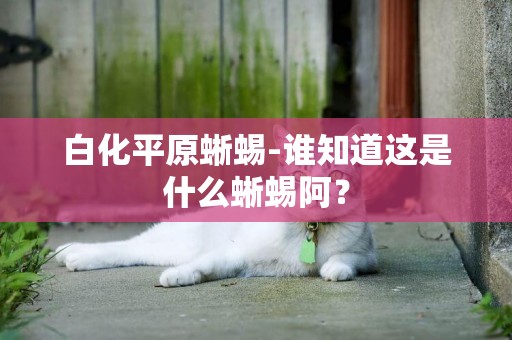 白化平原蜥蜴-誰知道這是什么蜥蜴阿？