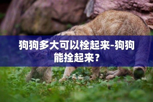 狗狗多大可以栓起來-狗狗能拴起來？